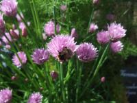 Fleurs de ciboulette